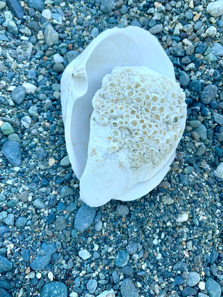 West coast beach with shells and barnacles