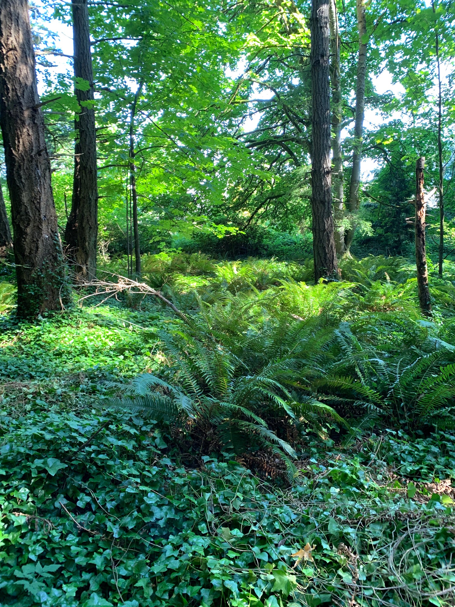 West coast summer green forest Vancouver Island